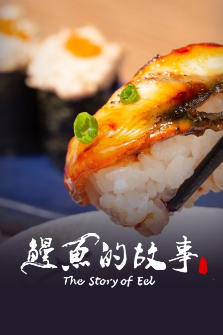 鳗鱼的故事