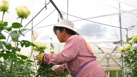 敢酵花香满四方