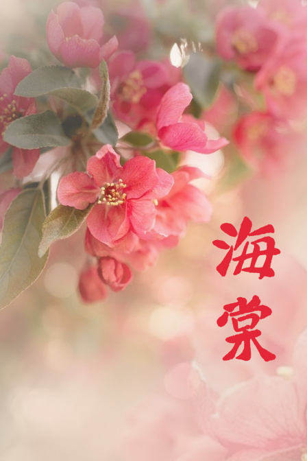 海棠