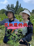 花椒惹的祸